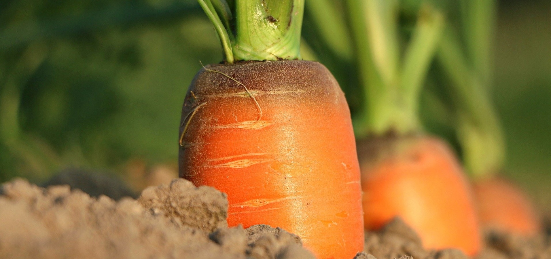 Karotten anpflanzen