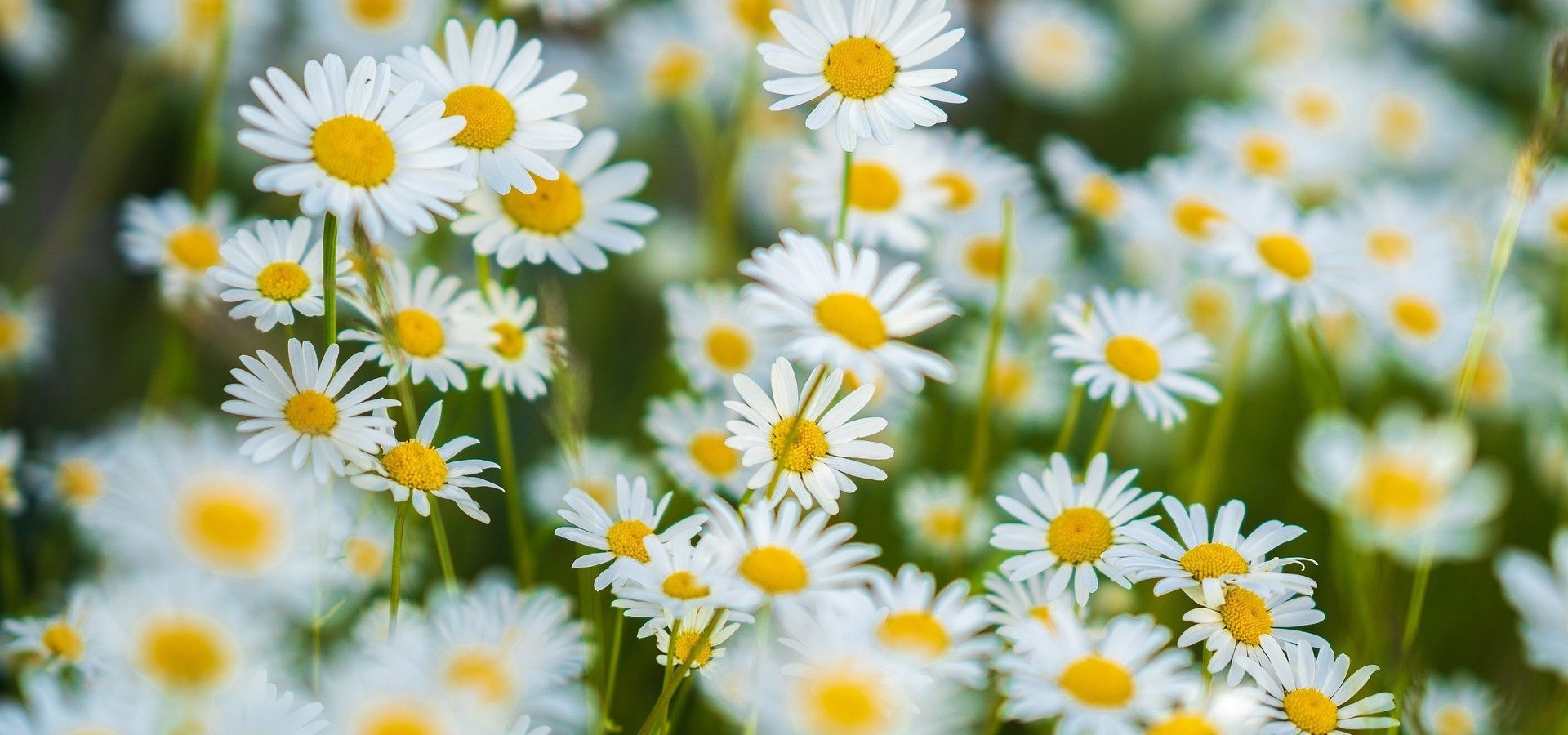 Essbare Pflanzen | Das Gänseblümchen