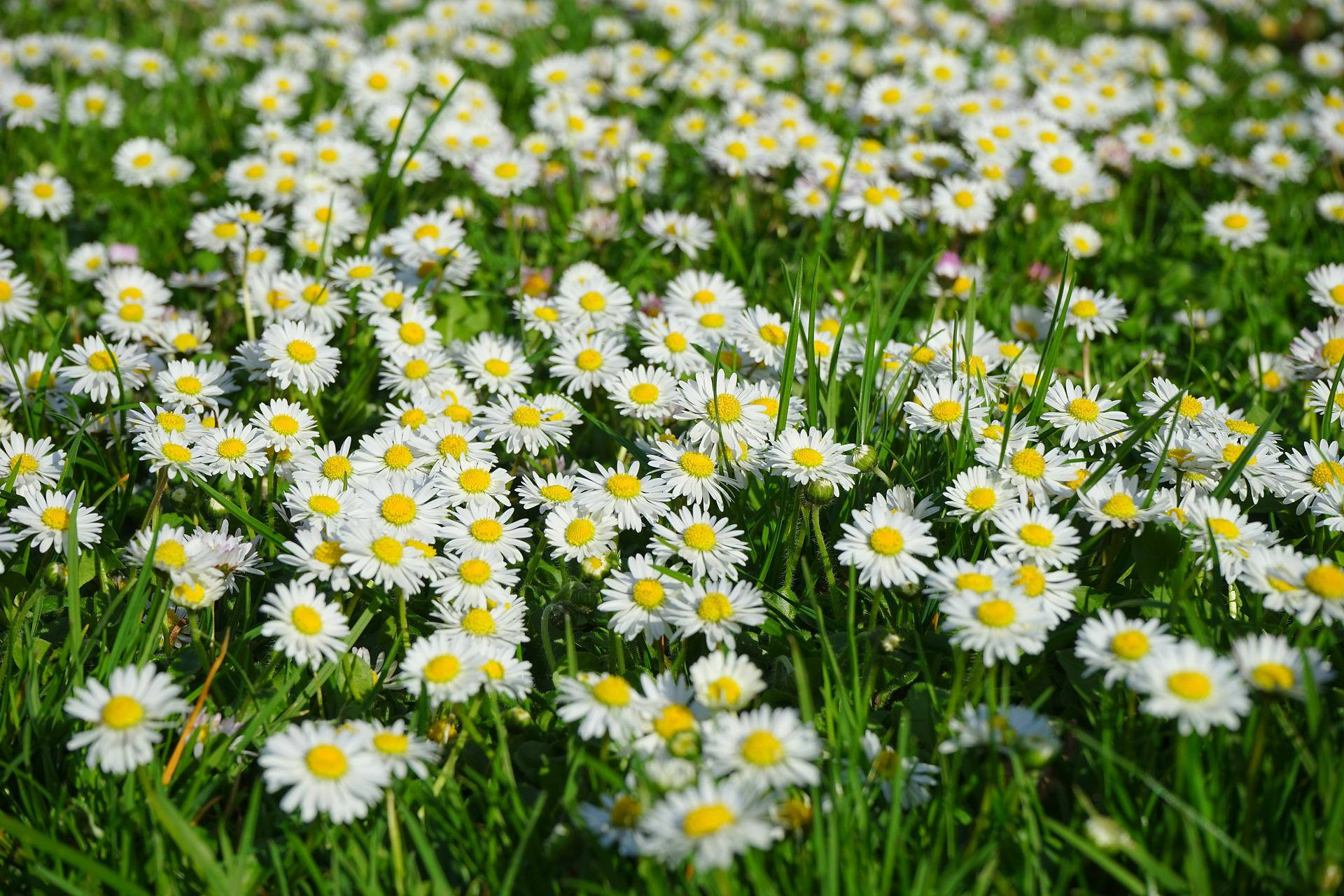 Gänseblümchen