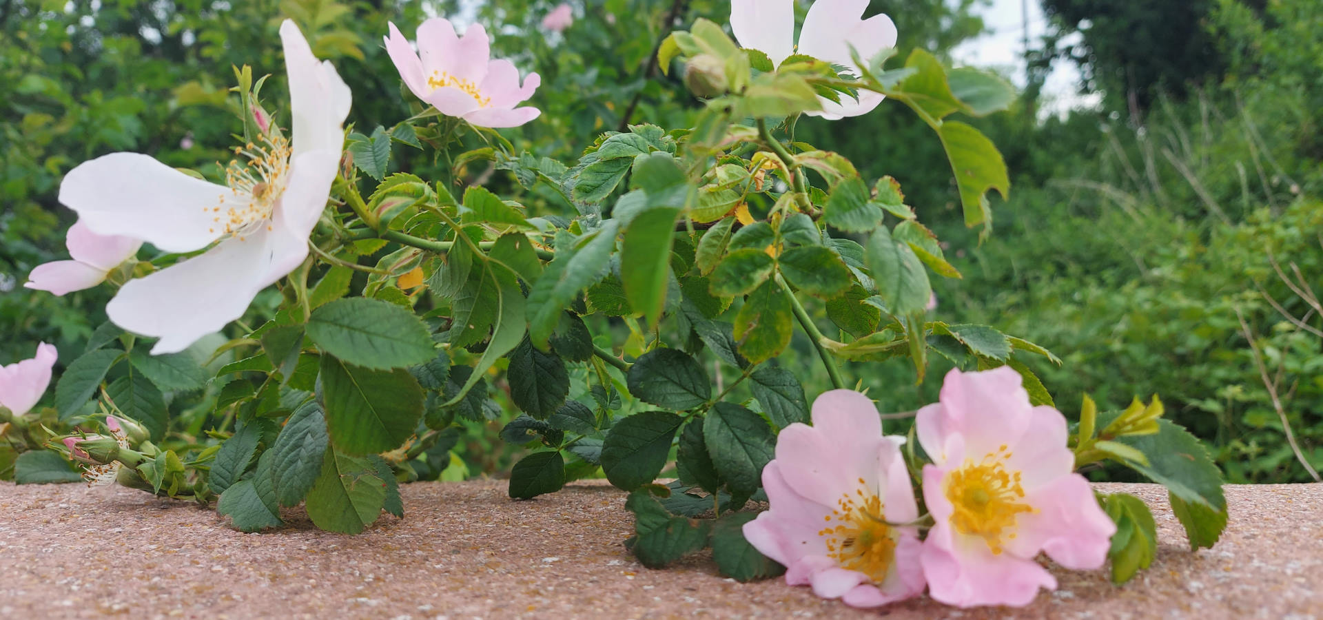 Blumen auf der Mauer