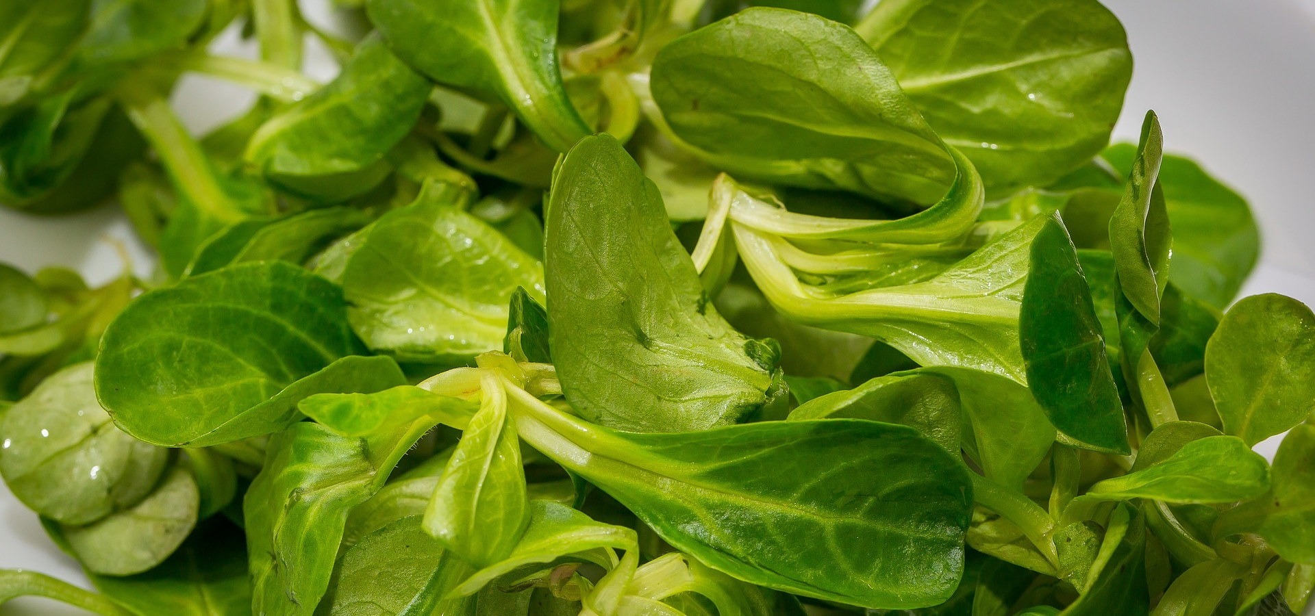 Feldsalat anbauen