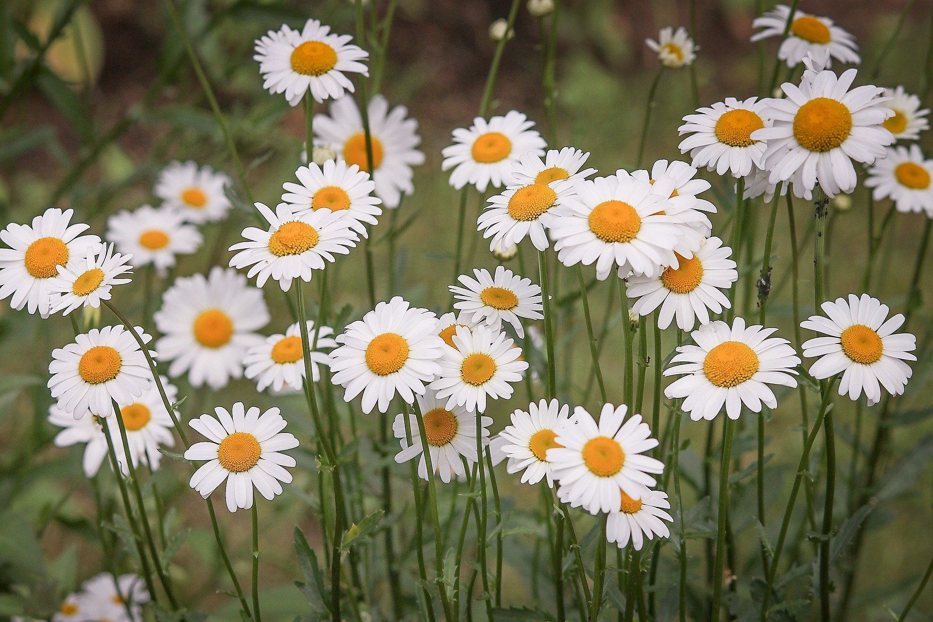 Gänseblümchen