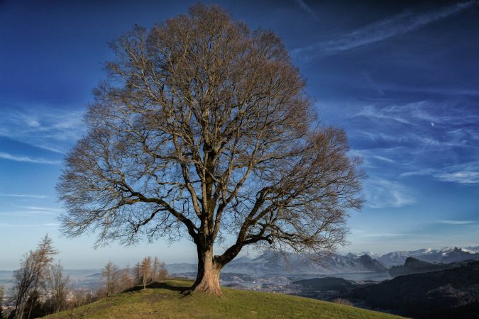 Baum