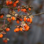 Goji-Beeren