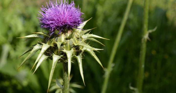 Essbare Pflanzen – Die Mariendistel