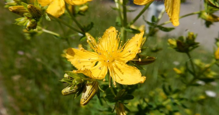 Johanniskraut im Garten