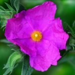 Zistrose