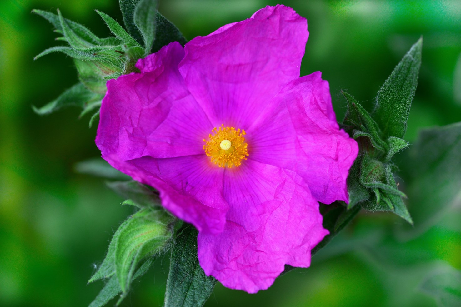 10 Fakten über die Zistrose (Cistus) und deren große Heilkraft