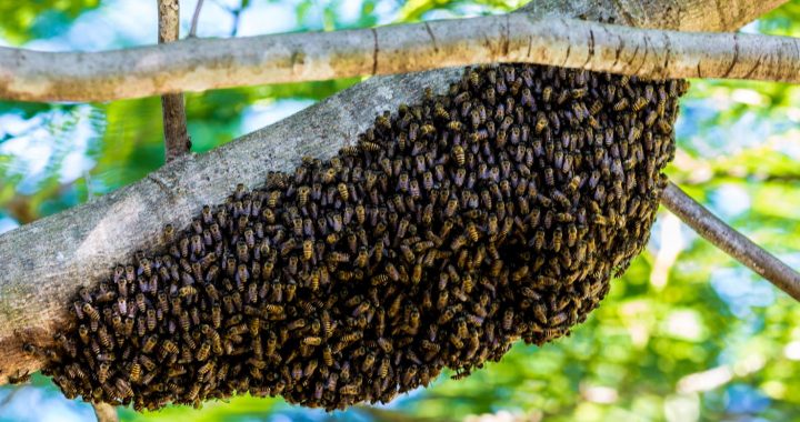Was tun, wenn du einen Bienenschwarm entdeckst?