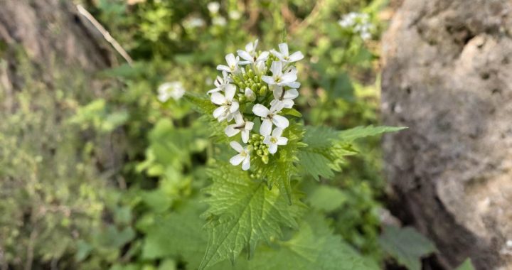 Die Knoblauchsrauke – Wildkraut mit Würze und Heilkraft