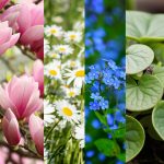 Blumen
