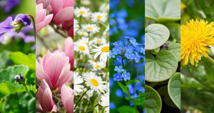 Die heilende Kraft von Vergissmeinnicht, Gundermann, Gänseblümchen, Löwenzahn, Veilchen und Magnolien