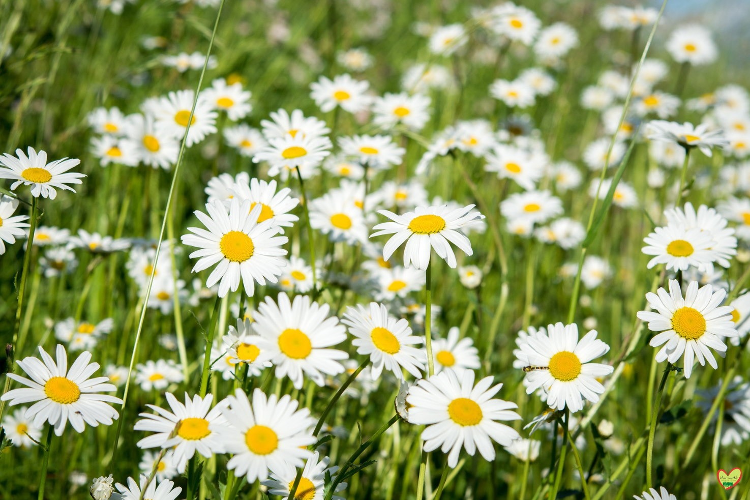 Gänseblümchen