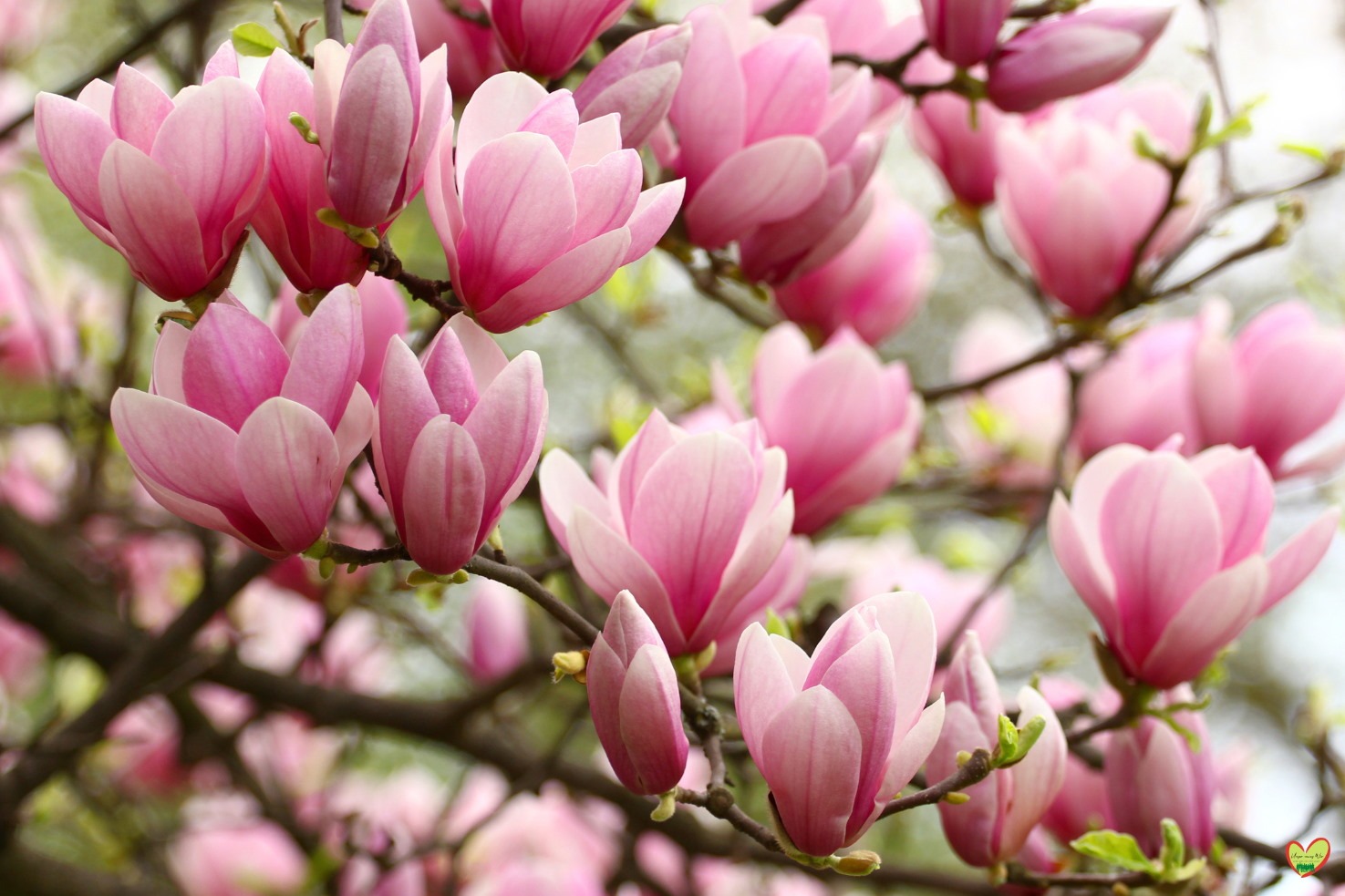 Magnolien