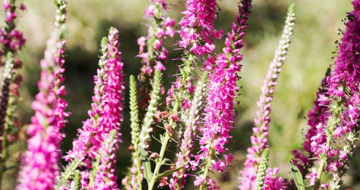 Rosa Ehrenpreis – duftende Oase für Bienen