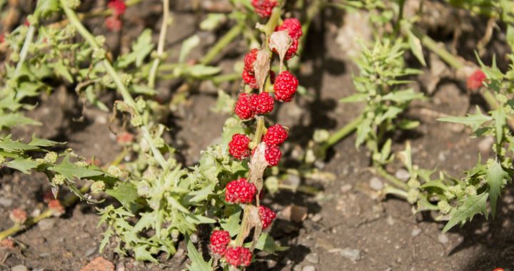 Erdbeerspinat – Entdecke diese besondere Pflanze für deinen Garten