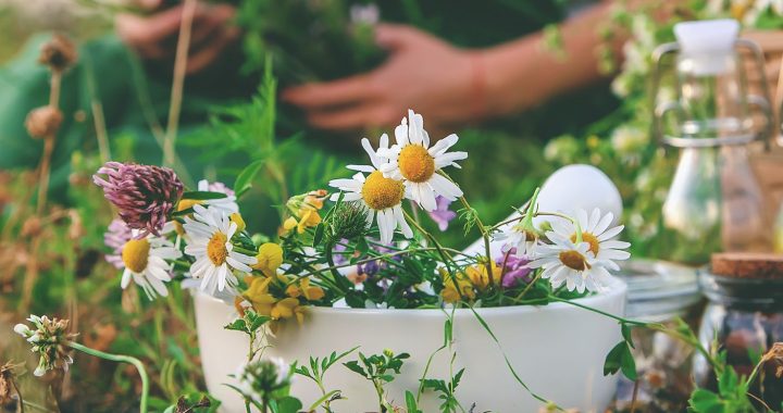 17 Heilpflanzen mit heilenden Eigenschaften: Natürliche Helfer für Gesundheit und Wohlbefinden