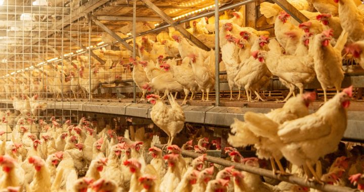 Tierleid in der Nutztierhaltung