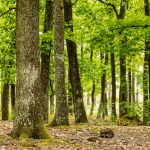 Wald