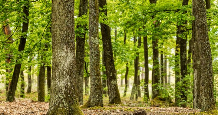 Drahtlose Aufladung: Wie der Wald deine Energie natürlich harmonisiert