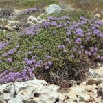 Wilder Thymian