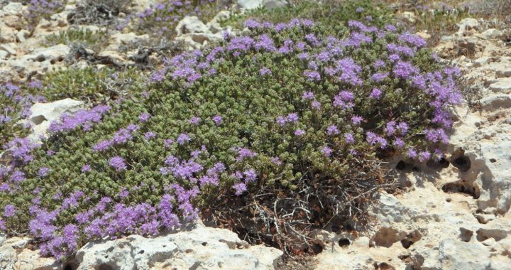 Thym Serpolet – Der pflegeleichte und ökologische Bodendecker für deinen Garten