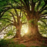 Baum