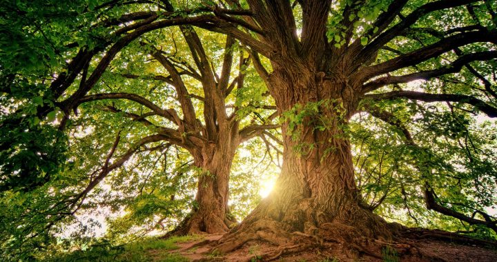 Die unschätzbare Bedeutung eines einzelnen Baumes für unser Ökosystem
