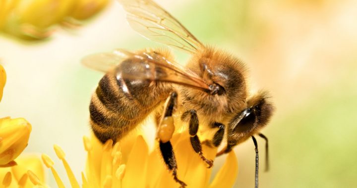 Keine Bienen = keine Bestäubung = keine Ernten