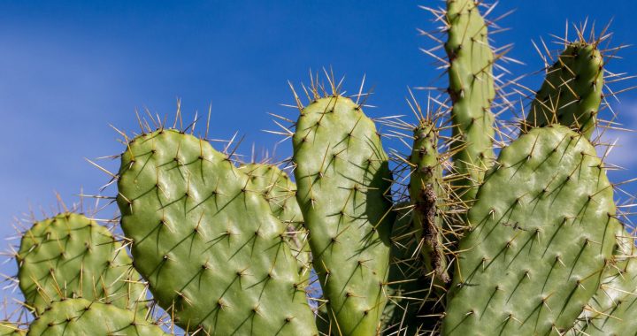 Mexikanische Forscher entwickeln umweltfreundlichen Kunststoff aus Kaktussaft