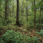 Ein dichter, grüner Wald mit hohen Bäumen, Buschwerk und Laub am Boden.