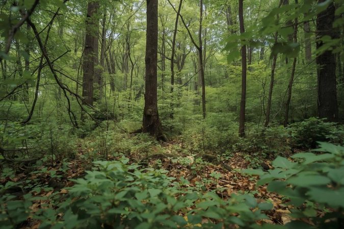 Ein dichter, grüner Wald mit hohen Bäumen, Buschwerk und Laub am Boden.