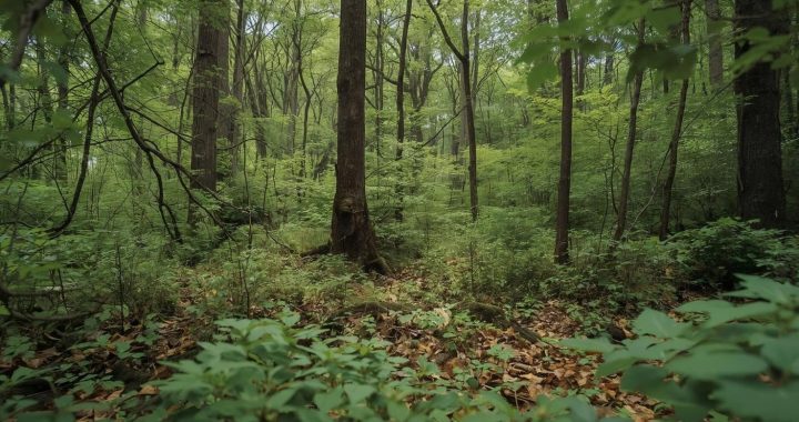 Der Wald als belebter Raum