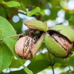 Zwei Walnüsse hängen am Baum, deren grüne Außenhüllen aufgesprungen sind und die braunen Nussschalen freigeben, umgeben von großen grünen Blättern