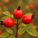 Drei leuchtend rote Hagebutten an einem Wildrosenzweig mit grünen Blättern im herbstlichen Umfeld.