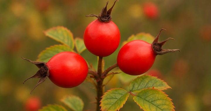 Hagebutte – das kraftvolle Naturwunder aus der Hecke