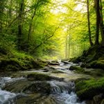 Sonnenlicht fällt durch einen grünen Wald auf einen klaren Bach, der zwischen moosbewachsenen Steinen fließt. Die natürliche Landschaft vermittelt Ruhe, Verbundenheit und die Lebendigkeit eines intakten Ökosystems.