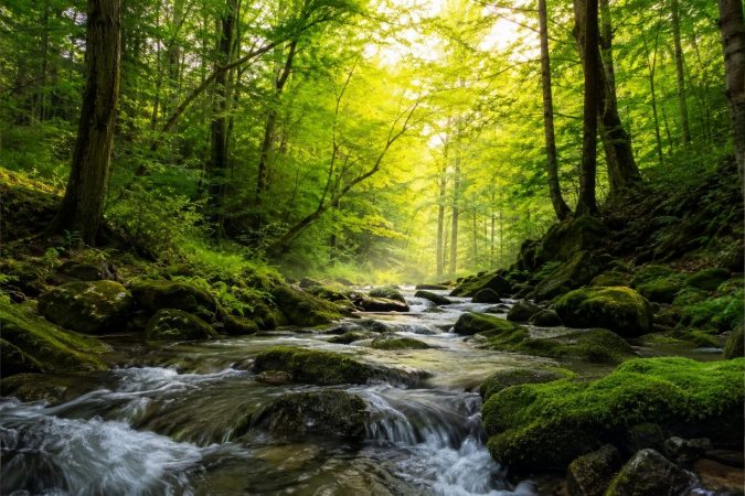 Sonnenlicht fällt durch einen grünen Wald auf einen klaren Bach, der zwischen moosbewachsenen Steinen fließt. Die natürliche Landschaft vermittelt Ruhe, Verbundenheit und die Lebendigkeit eines intakten Ökosystems.