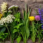 Auf einem rustikalen Holztisch liegen verschiedene heimische Wildpflanzen und Heilkräuter des Frühsommers nebeneinander. Zu sehen sind gelbe Blüten des Johanniskrauts, weiße Doldenblüten, rosa Rotklee, violett-blauer Wiesensalbei, Löwenzahn sowie blaue Wegwarte. Die Pflanzen sind frisch geerntet und dekorativ in einer natürlichen Anordnung präsentiert.