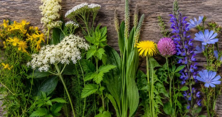 Johanniskraut, Mädesüß & Co. – Diese zehn Wildpflanzen blühen jetzt im Juni