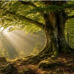 Ein alter, mächtiger Baum steht in einem lichtdurchfluteten Wald. Sonnenstrahlen fallen durch das dichte Blätterdach auf moosbedeckte Wurzeln, Felsen und den Waldboden.