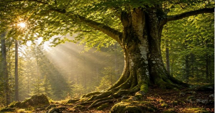 Lebensader Wald – warum Bäume unersetzlich sind