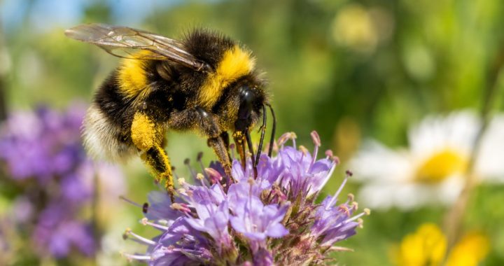 Die Hummel: Ein unterschätztes Wunderwesen